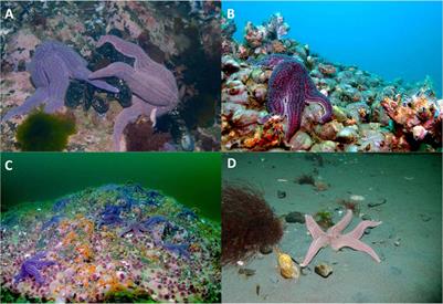Selective Feeding by a Predatory Sea Star Across a Depth Gradient in Northern Patagonia, Chile